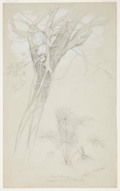 Studie van Boomstam, Parasietwijnstok en Palmplant, Jamaica door Frederic Edwin Church