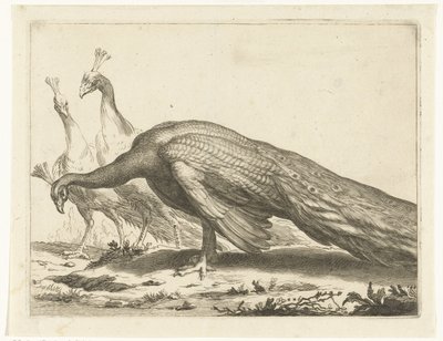 Pauwen door Frederick Bloemaert