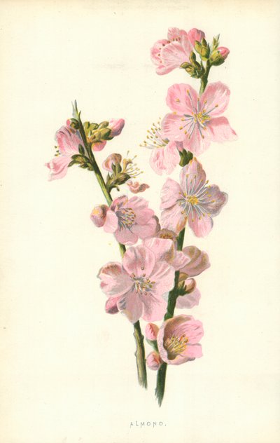 Amandel door Frederick Edward Hulme