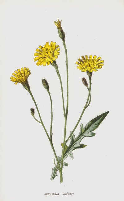 Herfstleeuwentand door Frederick Edward Hulme