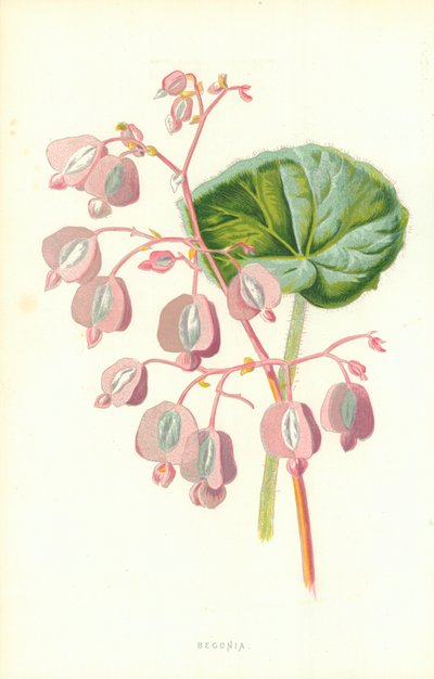 Begonia door Frederick Edward Hulme