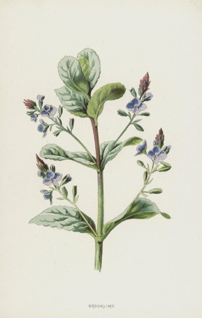 Waterpostelein door Frederick Edward Hulme