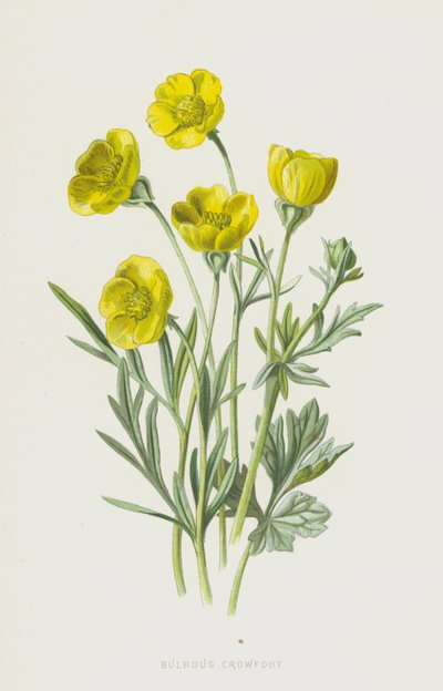Knolboterbloem door Frederick Edward Hulme