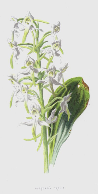 Nachtorchis door Frederick Edward Hulme
