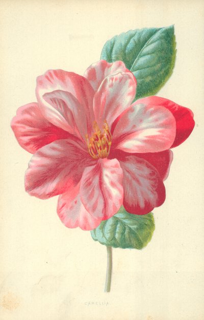 Camellia door Frederick Edward Hulme
