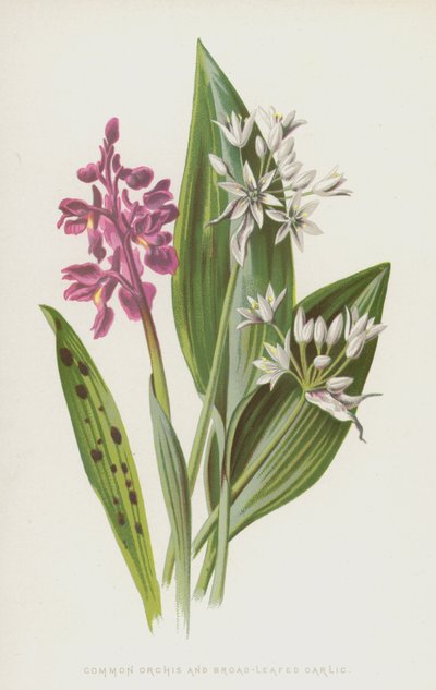Gevlekte Orchis en Breedbladige Knoflook door Frederick Edward Hulme