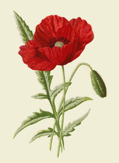 Klaproos door Frederick Edward Hulme