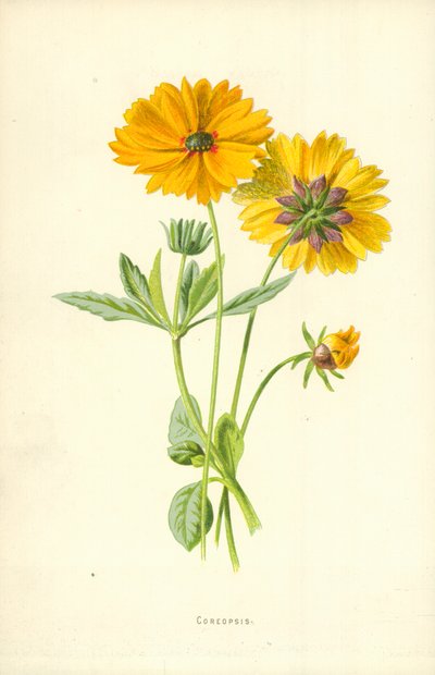 Coreopsis door Frederick Edward Hulme