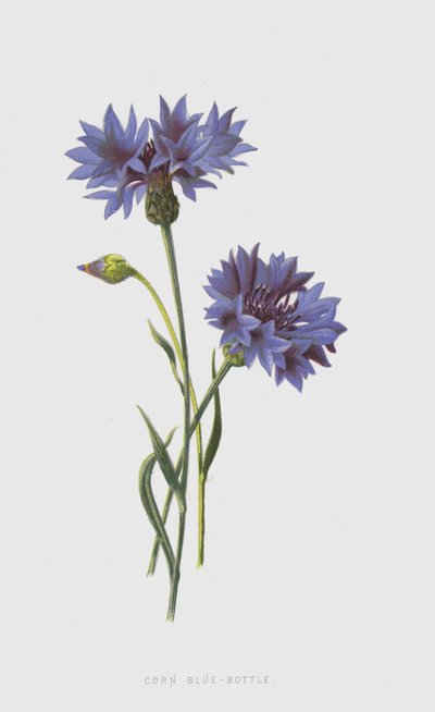 Korenbloem door Frederick Edward Hulme