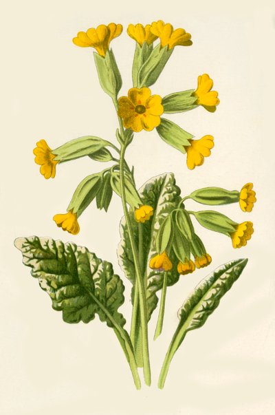 Sleutelbloem, 1877 door Frederick Edward Hulme