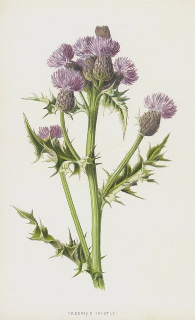 Akkerdistel door Frederick Edward Hulme