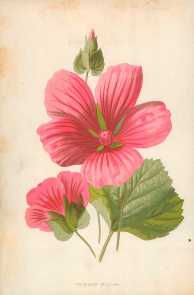 Rode malva door Frederick Edward Hulme