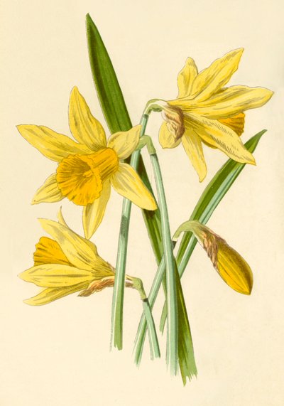 Narcis door Frederick Edward Hulme