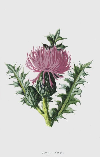 Kleine Distel door Frederick Edward Hulme