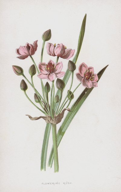 Pijlkruid door Frederick Edward Hulme