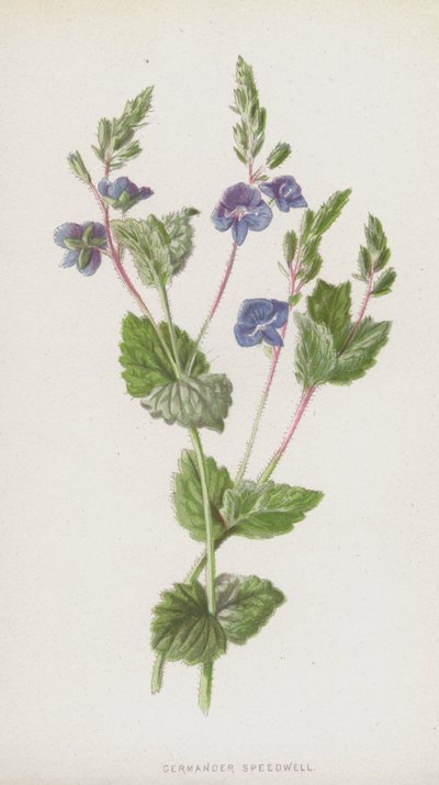 Ereprijs door Frederick Edward Hulme