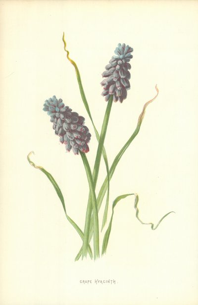 Blauwe Druif door Frederick Edward Hulme