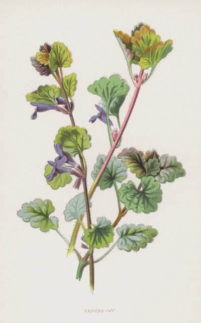 Hondsdraf door Frederick Edward Hulme