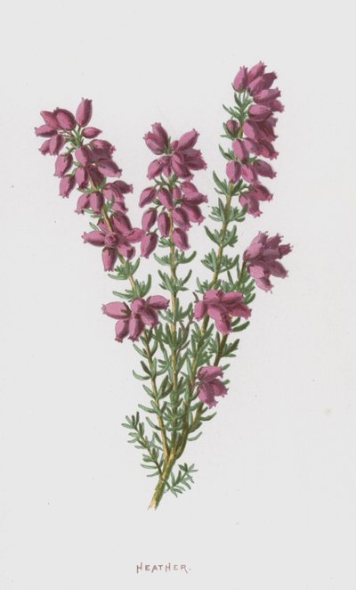 Heide door Frederick Edward Hulme