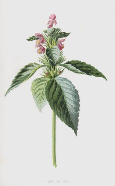 Hennepnetel door Frederick Edward Hulme
