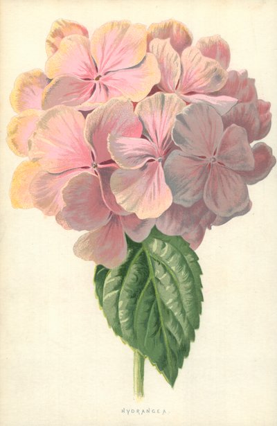 Hortensia door Frederick Edward Hulme