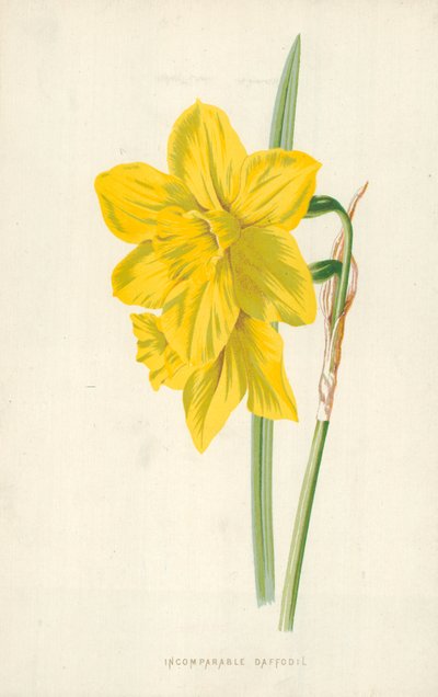 Onvergelijkbare Narcis door Frederick Edward Hulme