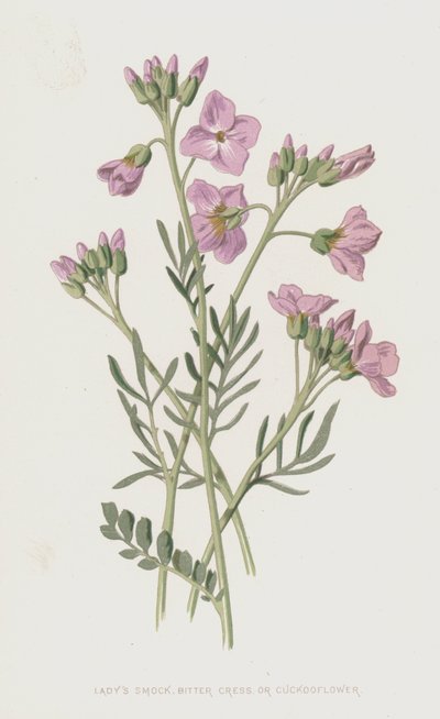 Pinksterbloem, Bittere Kers of Koekoeksbloem door Frederick Edward Hulme