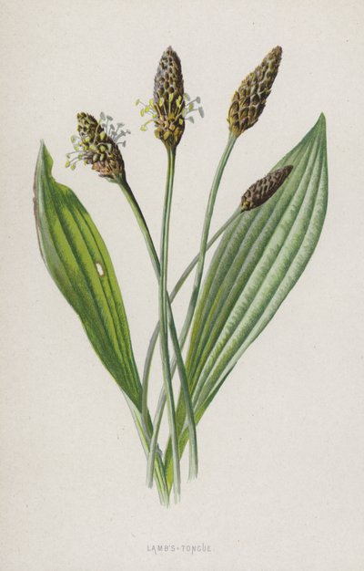 Lamsoren door Frederick Edward Hulme