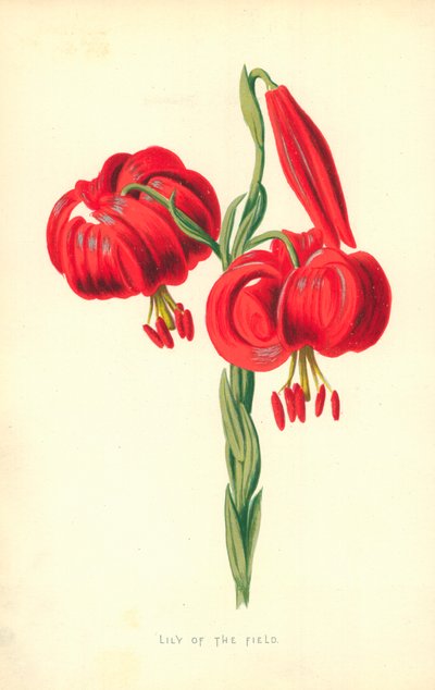 Lelie van het veld door Frederick Edward Hulme