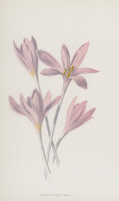 Herfsttijloos door Frederick Edward Hulme