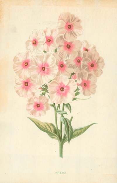 Phlox door Frederick Edward Hulme