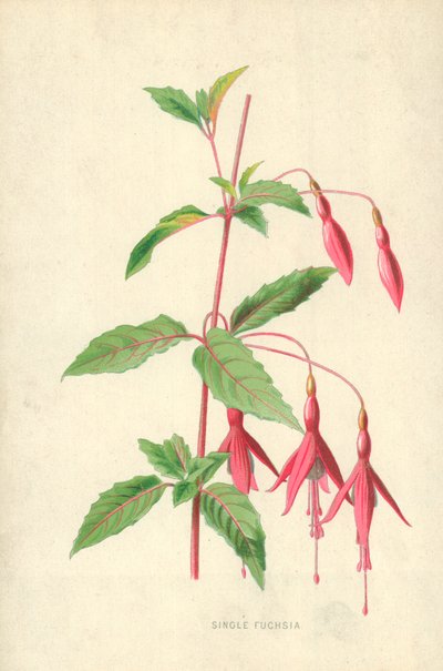 Enkele Fuchsia door Frederick Edward Hulme