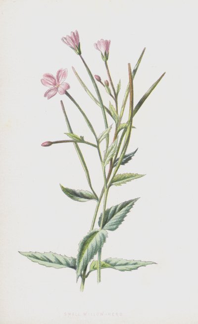 Klein Wilgenroosje door Frederick Edward Hulme