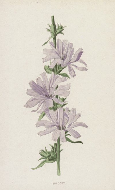 Wilde Cichorei door Frederick Edward Hulme