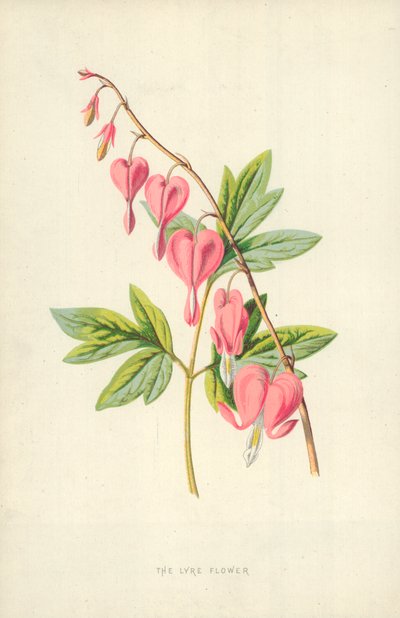 De lierbloem door Frederick Edward Hulme