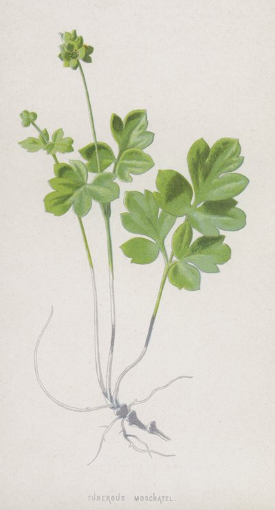 Knolsteenbreek door Frederick Edward Hulme