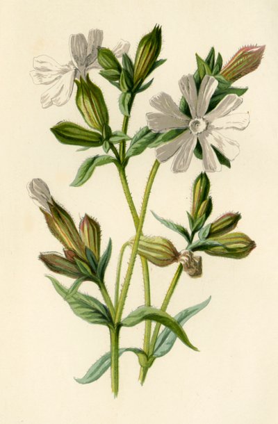 Witte Avondkoekoeksbloem, 1877 door Frederick Edward Hulme