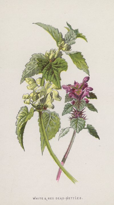 Witte en Rode Dovenetel door Frederick Edward Hulme