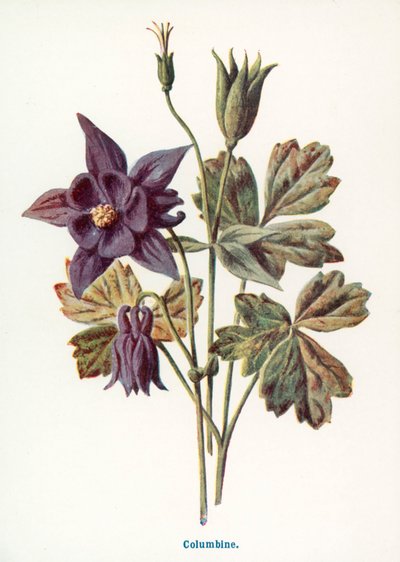  door Frederick Edward Hulme