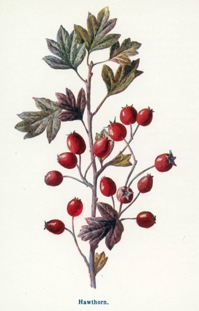 door Frederick Edward Hulme