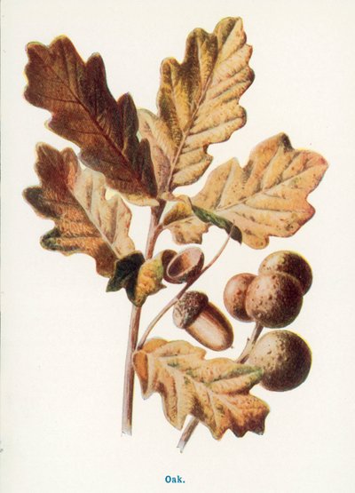 door Frederick Edward Hulme