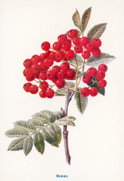  door Frederick Edward Hulme