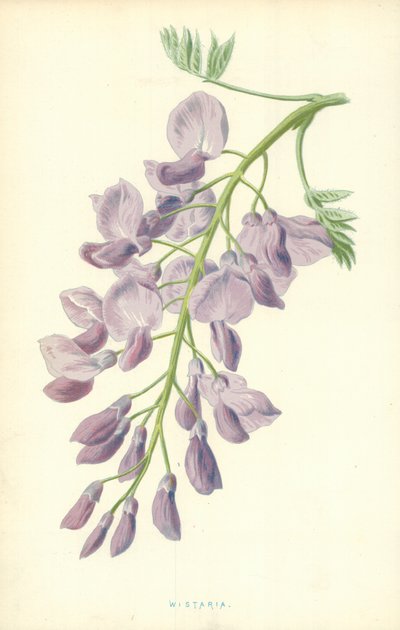 Wisteria door Frederick Edward Hulme