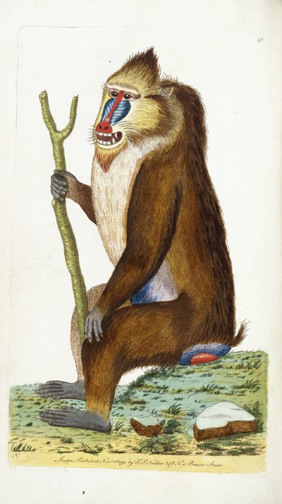 Bonte baviaan of mandril Mandrillus sphinx door Frederick Polydor Nodder