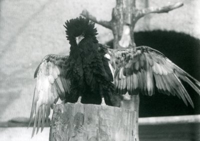 Een Bateleurarend staat op een boomstronk en spreidt zijn vleugels, London Zoo, 1925 door Frederick William Bond