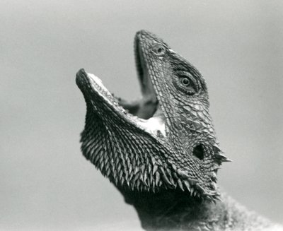 Een baardagame die omhoog kijkt en zijn bek opent, London Zoo, augustus 1928 door Frederick William Bond