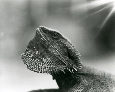 Een Baardagaam die omhoog kijkt in de London Zoo in 1930 (zw/w foto) door Frederick William Bond