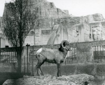 Een Bighorn-schaapram die op een rots staat en uitkijkt over zijn omheining aan de voet van de Mappin Terrassen, London Zoo. 1931 door Frederick William Bond