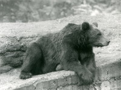 Een Bruine Beer rustend op een richel in London Zoo door Frederick William Bond