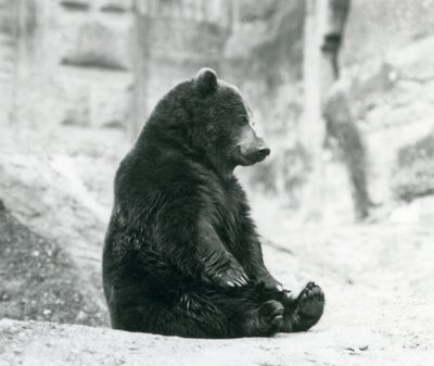 Een Bruine Beer zittend op de rotsen van de Mappin Terrassen, London Zoo, juni 1928 door Frederick William Bond